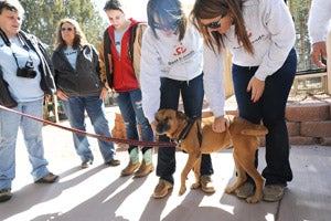 Vicktory dog Layla now greets the tours