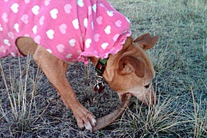 Little Red, who was rescued from Michael Vick's fighting ring, finds her bliss in the pasture