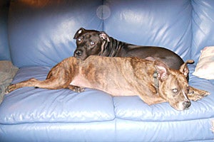 Shadow the Vicktory dog and another dog Molly snuggling on the couch