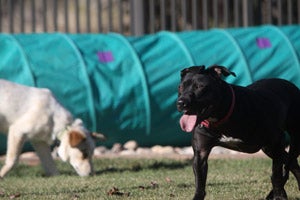 Mya the Vicktory dog helps with puppy socialization classes