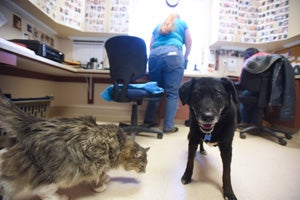 Jersey with Ash the cat in the office