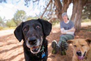 Jersey and Houdini enjoy their daily dog walks