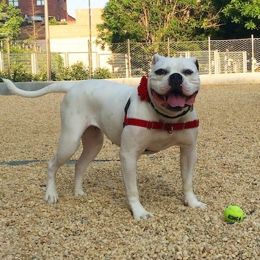 Mary Todd the dog outside with her tennis ball