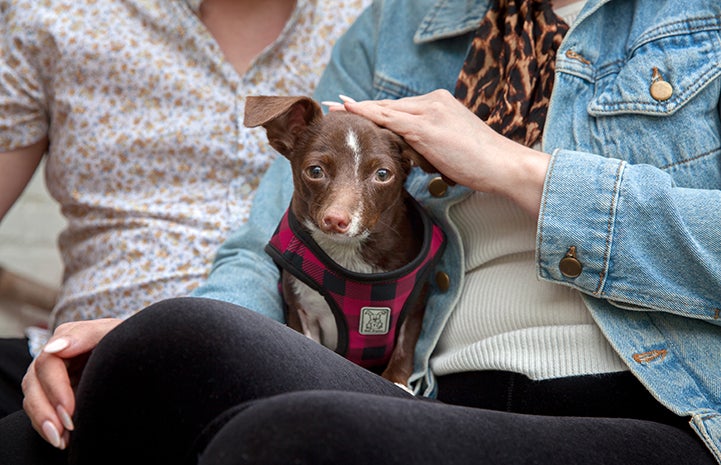 Cletus the puppy doesn’t know he’s different, and he doesn’t need coddling