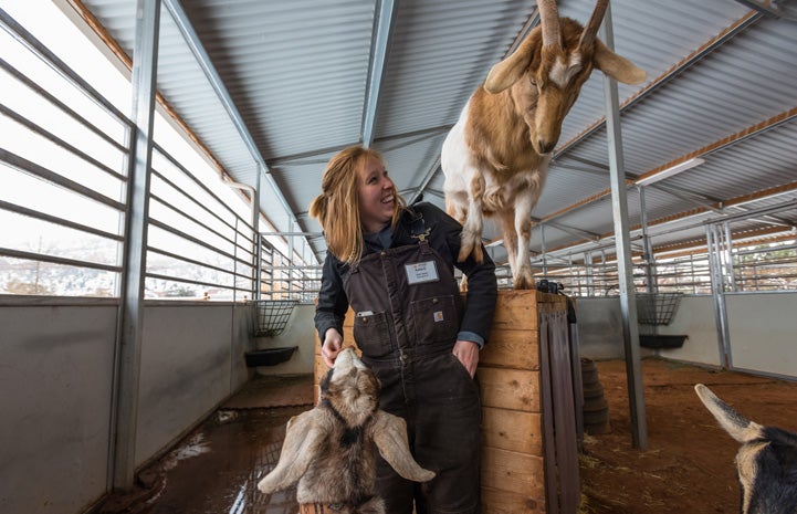 Katie and the goats on the agility course