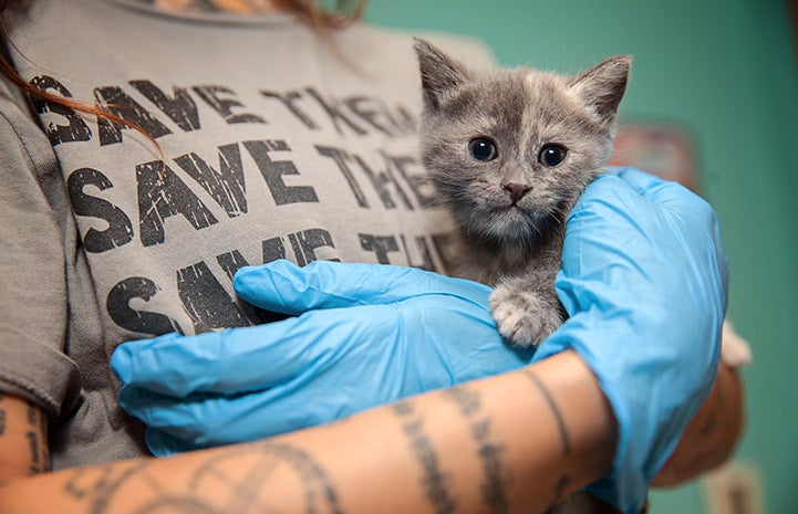 Nina the dilute calico kitten being held