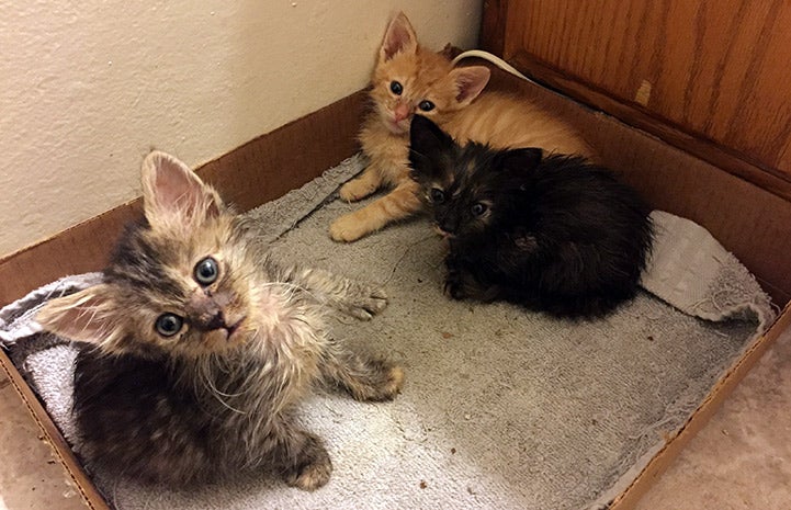 From left to right: Velma (torbie, girl), Vince (orange, boy) and Vanessa (mostly black tortoiseshell girl)