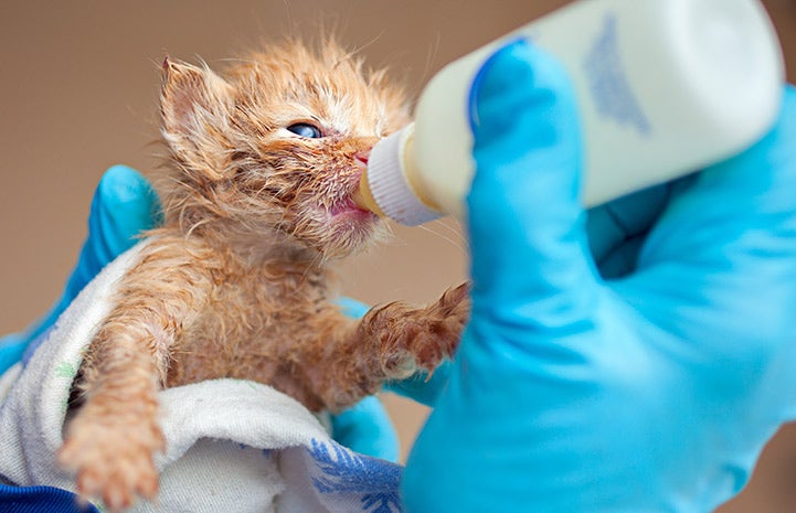 Zen the orange tabby kitten being fed with a bottle