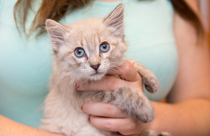 Porcelain the kitten at the Best Friends Kitten Nursery