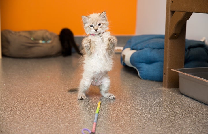 Porcelain the kitten playing