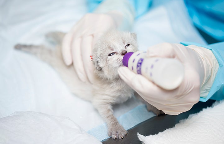 Porcelain the kitten being bottle fed at the Best Friends Kitten Nursery