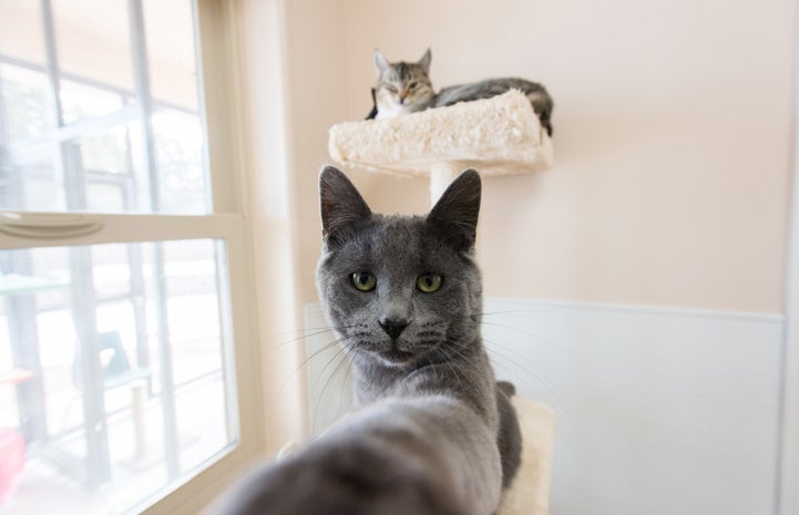 Zinc is like a big brother to kittens at the sanctuary