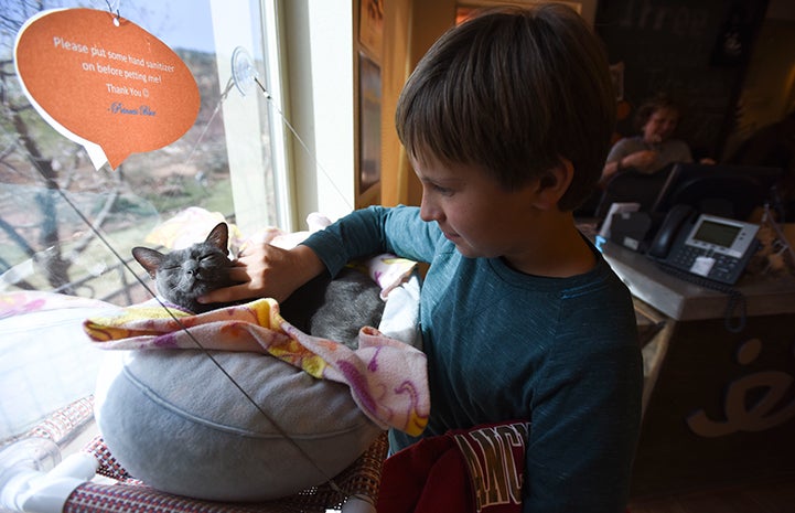 Princess Blue the Korat cat makes a new friend