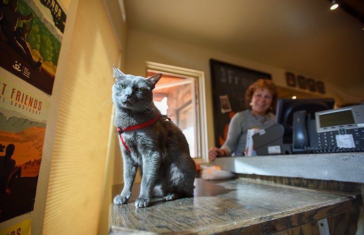 Princess Blue the Korat cat has a distinctive look