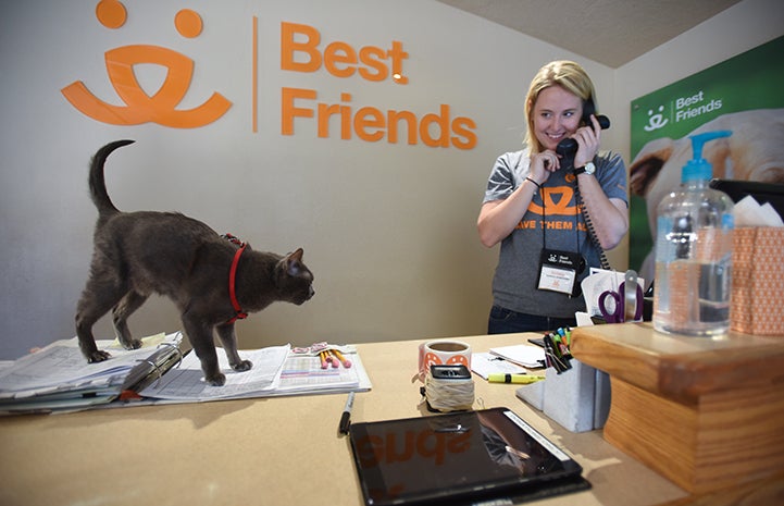 Princess Blue the Korat cat is the Welcome Center queen