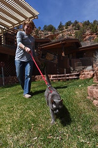 Princess Blue the Korat cat taking a harness walk