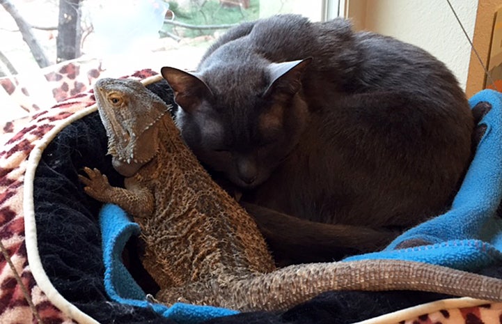 Princess Blue the Korat cat with the bearded dragon