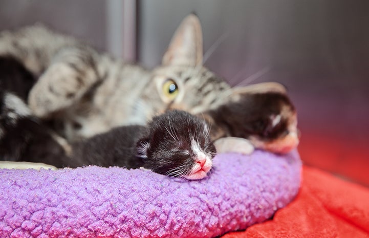 Kittens and mom cat from the first 2016 litter in Los Angeles