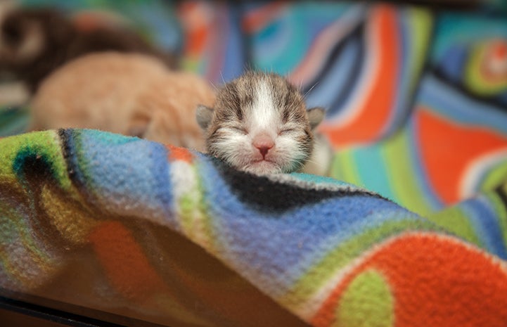 Tabby ktten from the first 2016 litter in Los Angeles