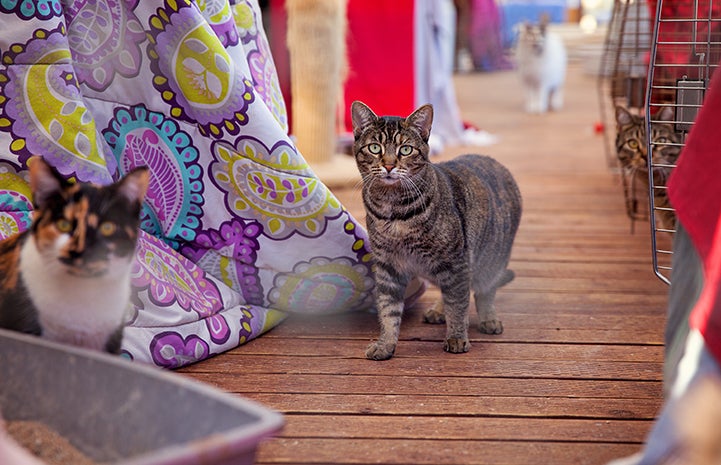 The enclosed working cat area at the Pet Adoption and Spay/Neuter Center in Los Angeles