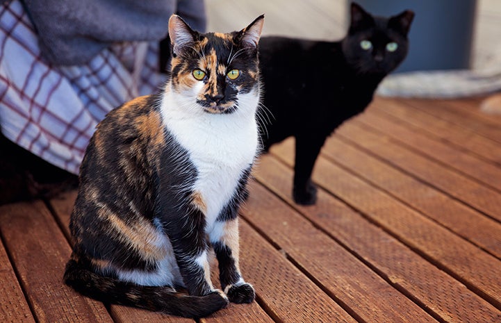 Cats in the enclosed working cat area at the Pet Adoption and Spay/Neuter Center in Los Angeles