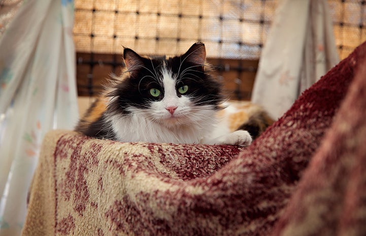 Cats enjoy some down time the enclosed working cat area at the Pet Adoption and Spay/Neuter Center in Los Angeles