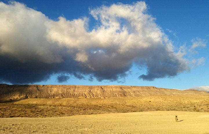 Alma the dog got lost in the Nevada desert