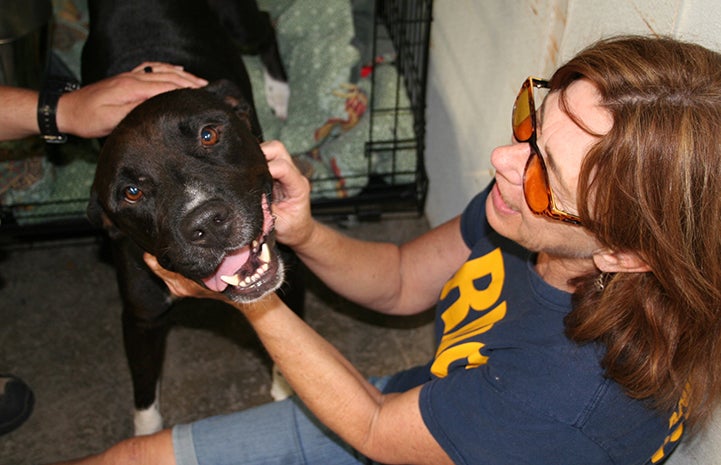 Diesel, a dog rescued from the Louisiana floods