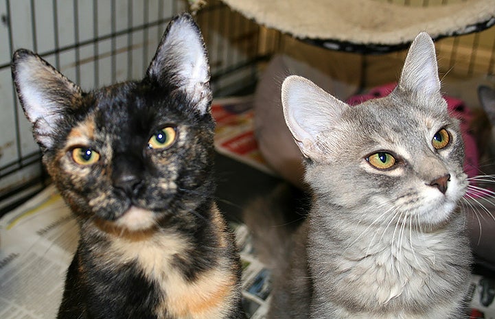 Cats rescued from the Louisiana floods