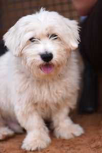 Elf the Maltese mix Elf got the same warm welcome all animals at Best Friends receive