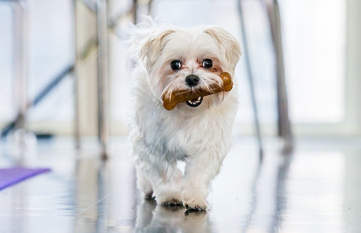 Happy the Maltese couldn't be happier now in his new home