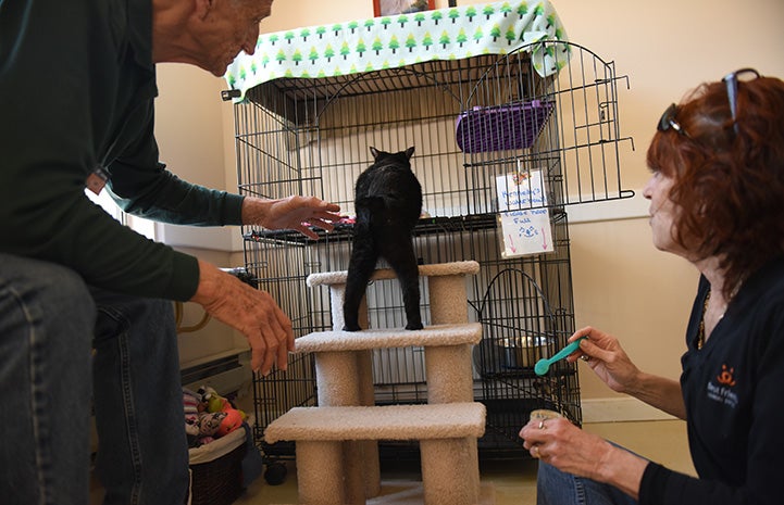 Walking up stairs counts a physical therapy for Ori the cat