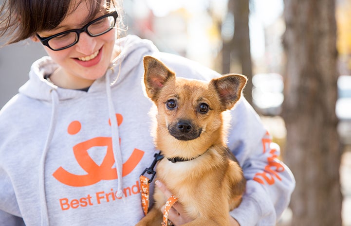 Chihuahua-type dog being held by someone wearing a Best Friends sweatshirt