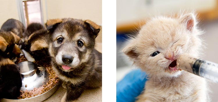 Adorable puppies eating and kitten being fed from a syringe