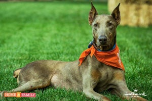 Chucky the Doberman pinscher adopted