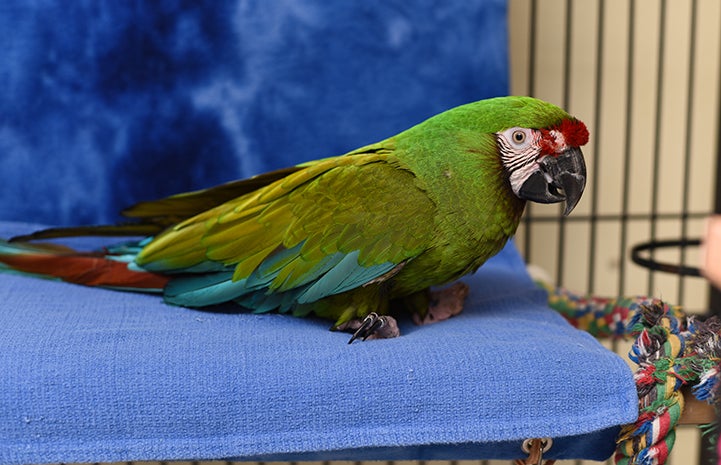 Louie the military macaw with his perch