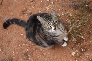 Mitzy, a brown tabby with white markings, was overlooked at the shelter, but now it's her time to shine