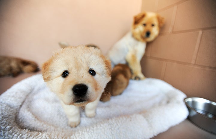 Labrador retriever mix puppy looking at camera with mama dog in the background showing maternal bond