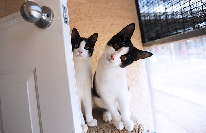 Black and white mama cat and lookalike kitten