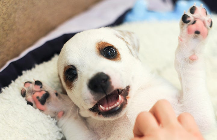 Adorable puppy lying down on his back with his paws up