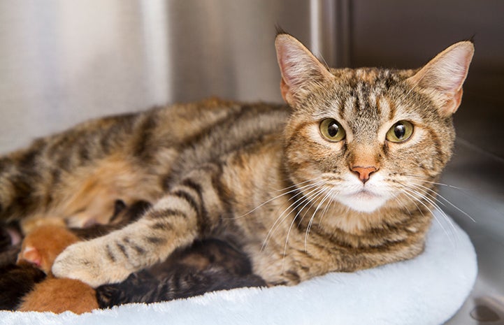 Torbie mom cat with her litter of kittens nursing