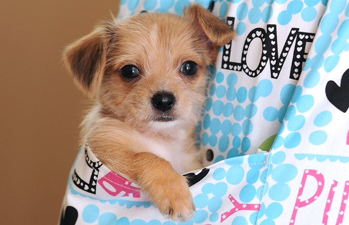 Fluffy terrier mix puppy in a pocket