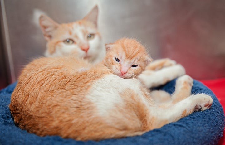 Mom was the first one to cuddle you, and still loves it when you let her.