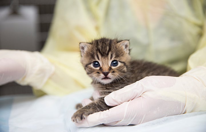 Homefry the neonatal kitten at the kitten nursery at Salt Lake City