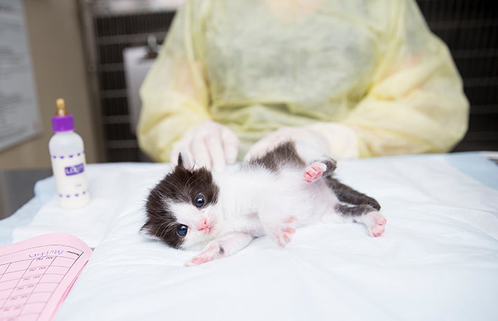 Muffin the neonatal kitten at the kitten nursery at Salt Lake City