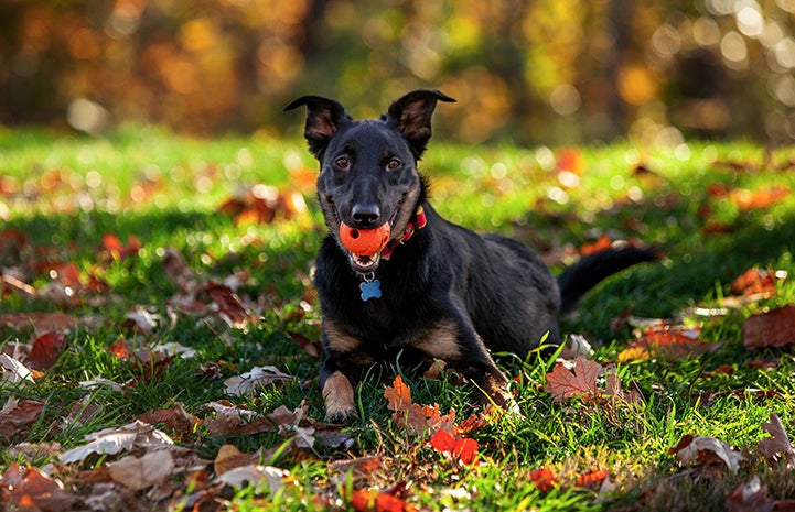 Lorenzo, now Mowgli, turned out to be the perfect dog