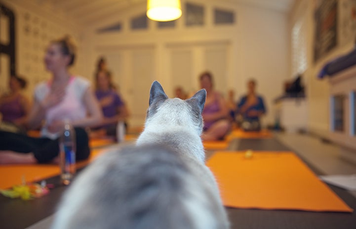 Cat watching women doing yoga