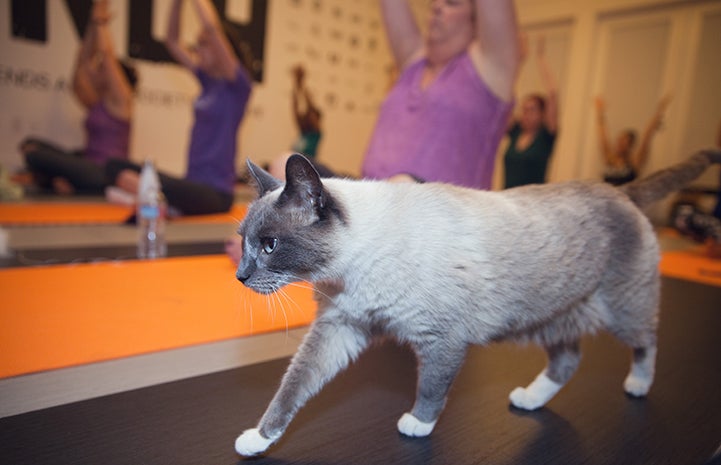 Cat wandering among people doing yoga