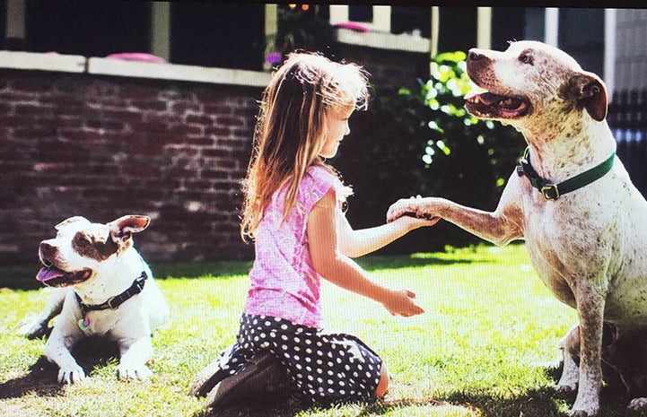 Mia and Bailey Bear the pit bull terriers love their new family