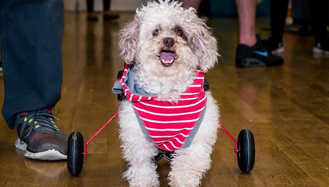 Adopted dog using a cart